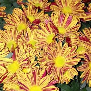 Meet your Posher, Kylie